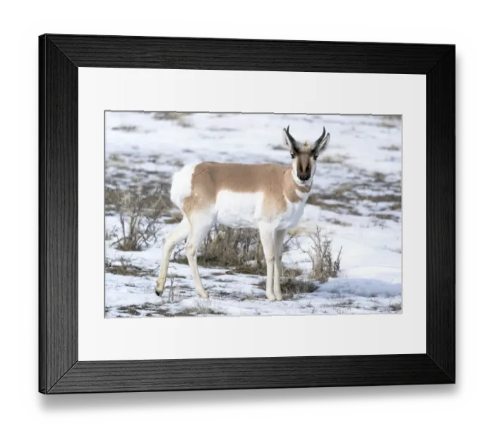 Framed Print : Usa, Wyoming, Yellowstone National Park. Male pronghorn Framed Print : Usa, Wyoming, Yellowstone National Park. Male pronghorn