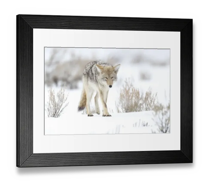 Framed Print : Usa, Wyoming, Yellowstone National Park. Portrait of a coyote in sage and snow