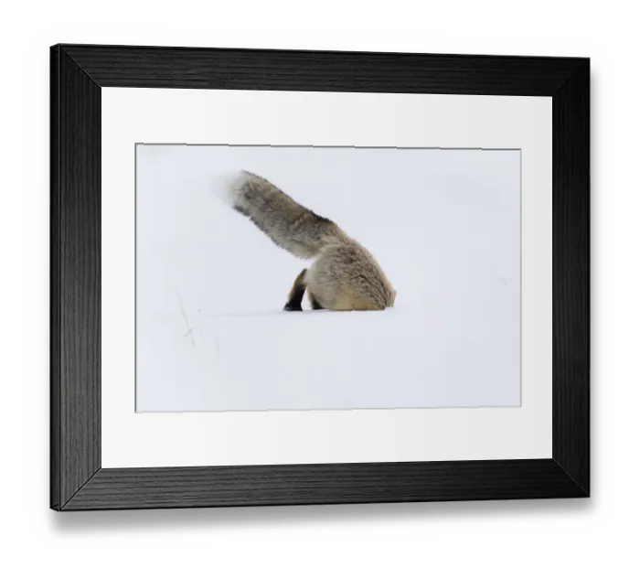 Framed Print : Usa, Wyoming, Yellowstone National Park. Red fox leaping to break through the snow to get a rodent Framed Print : Usa, Wyoming, Yellowstone National Park. Red fox leaping to break through the snow to get a rodent