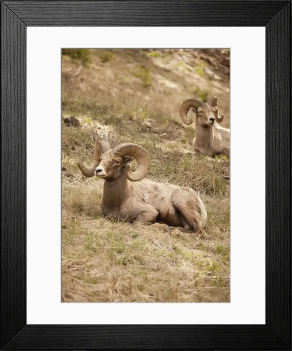 Framed Print : Yellowstone National Park, Wyoming, USA. Bighorn sheep rams resting