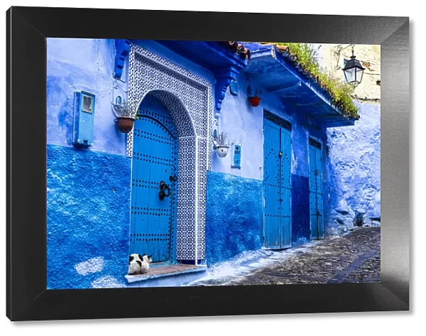 Chefchaouen, Morocco, cat and the blue tiled door and buildings