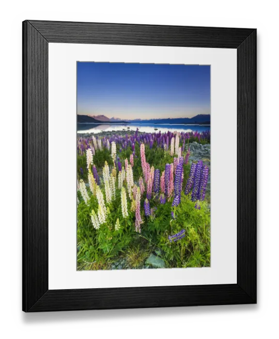 Framed Print : Dawn light on lupine at Lake Tekapo, Canterbury, South Island, New Zealand