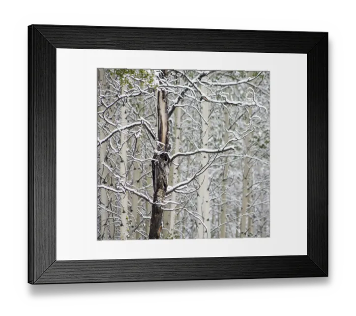 Framed Print : Fresh late summer snow on Aspen trees, Banff National Park, Alberta, Canada Framed Print : Fresh late summer snow on Aspen trees, Banff National Park, Alberta, Canada