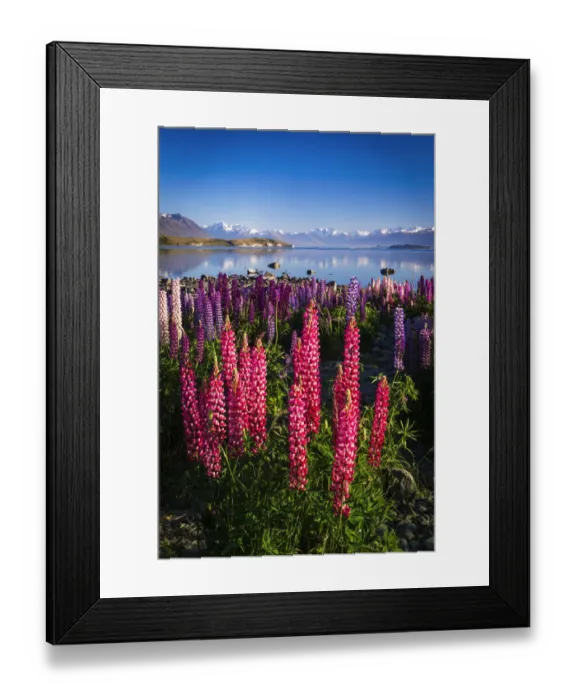 Framed Print : Morning light on lupine at Lake Tekapo, Canterbury, South Island, New Zealand Framed Print : Morning light on lupine at Lake Tekapo, Canterbury, South Island, New Zealand