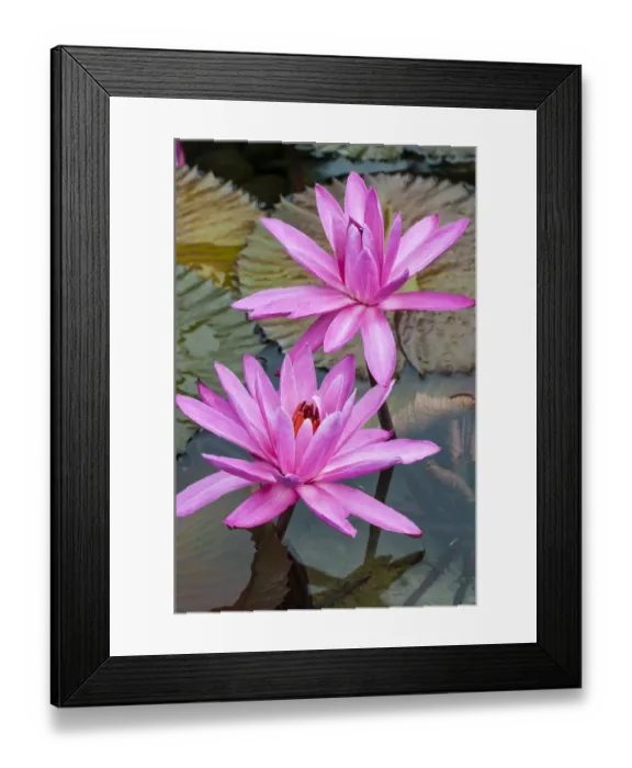 Framed Print : Water lily (Nymphaea rubra) at Nan Lian Garden, Kowloon, Hong Kong, China Framed Print : Water lily (Nymphaea rubra) at Nan Lian Garden, Kowloon, Hong Kong, China