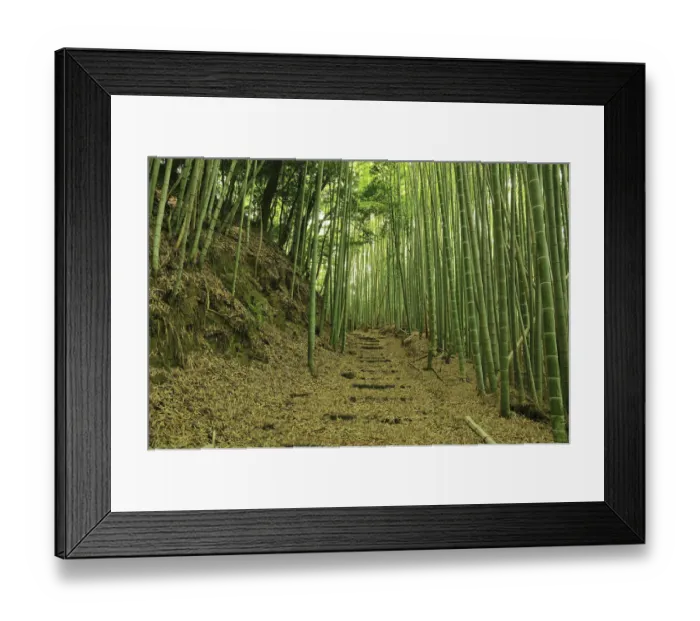 Framed Print : Bamboo grove Framed Print : Bamboo grove