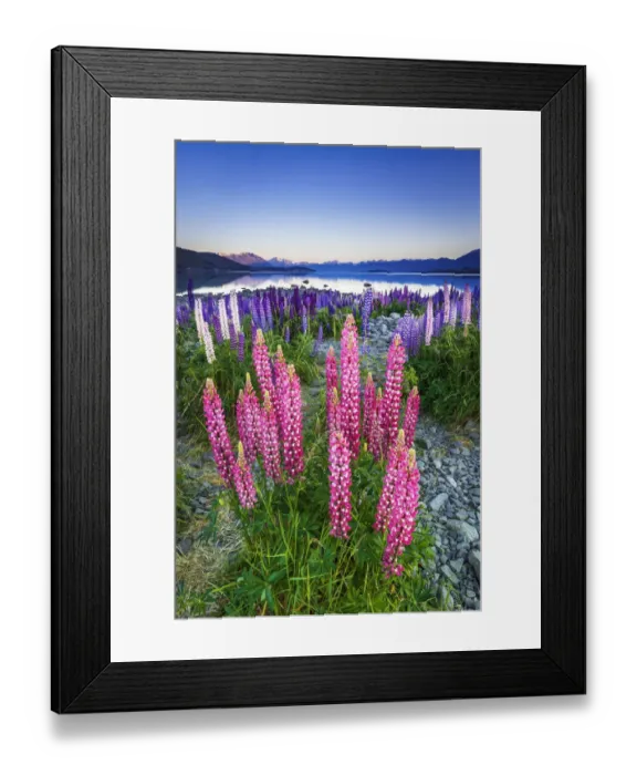 Framed Print : Dawn light on lupine at Lake Tekapo, Canterbury, South Island, New Zealand Framed Print : Dawn light on lupine at Lake Tekapo, Canterbury, South Island, New Zealand