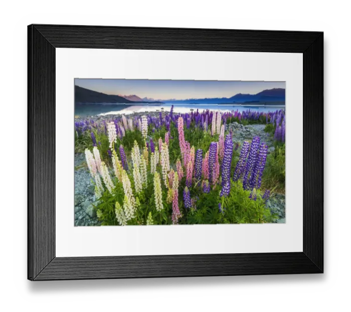 Framed Print : Dawn light on lupine at Lake Tekapo, Canterbury, South Island, New Zealand
