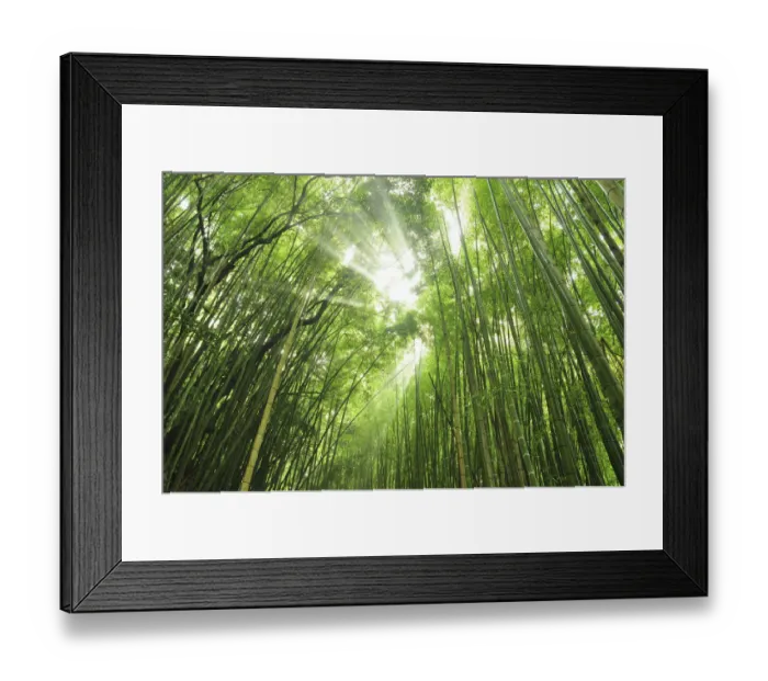 Framed Print : Bamboo grove