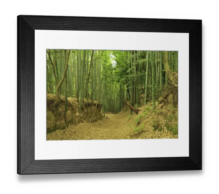 Framed Print : Bamboo grove Framed Print : Bamboo grove