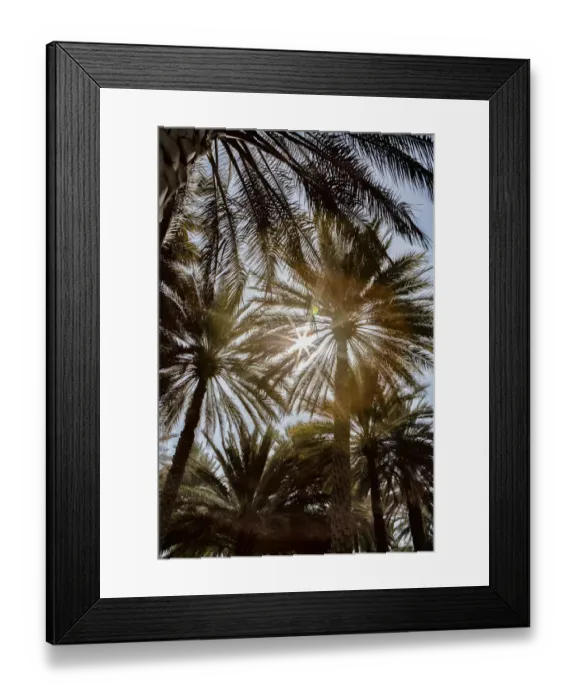 Framed Print : Midday sun in Palm Trees. Oman Framed Print : Midday sun in Palm Trees. Oman