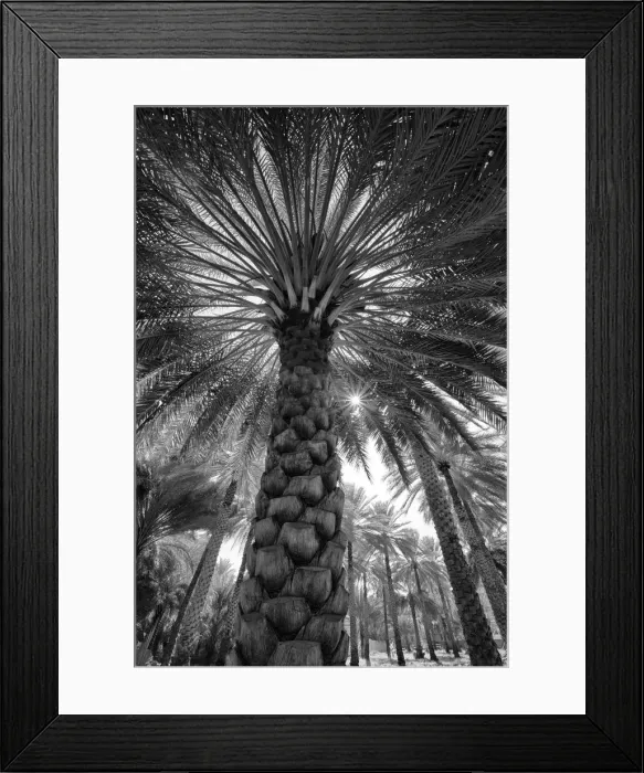 Framed Print : Midday sun in Palm Trees. Oman Framed Print : Midday sun in Palm Trees. Oman