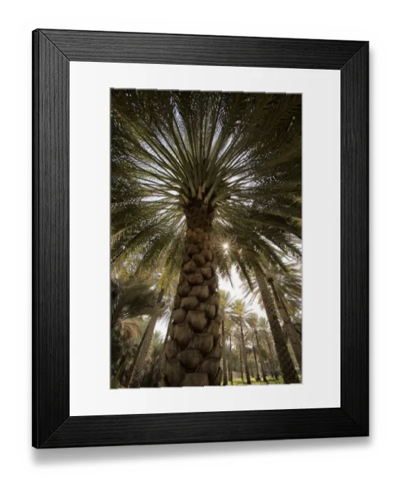 Framed Print : Midday sun in Palm Trees. Oman
