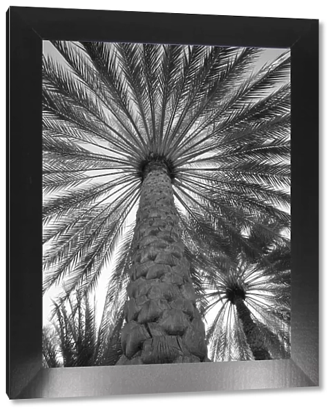 Palm tree from below. Oman