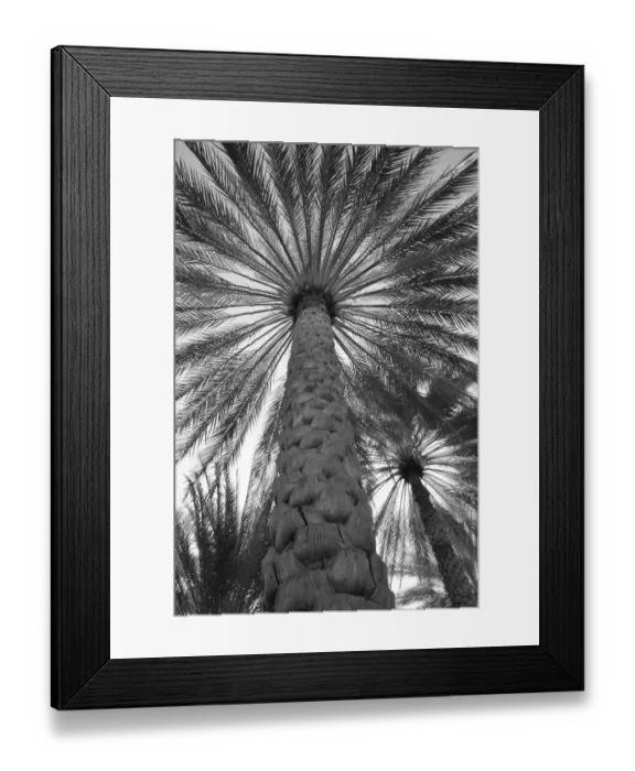 Framed Print : Palm tree from below. Oman Framed Print : Palm tree from below. Oman