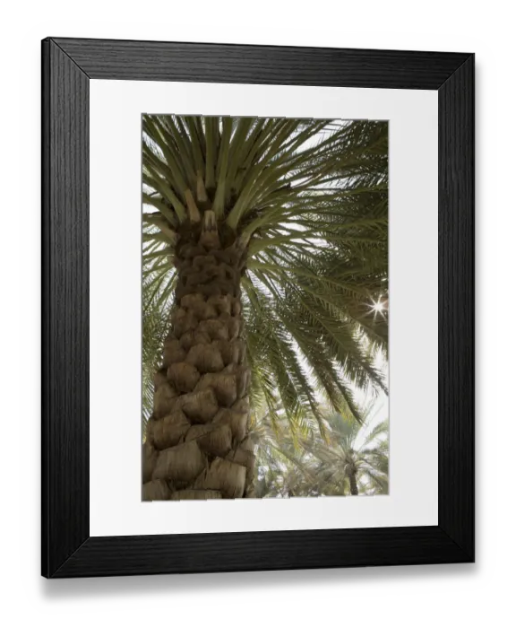 Framed Print : Palm tree from below. Oman Framed Print : Palm tree from below. Oman