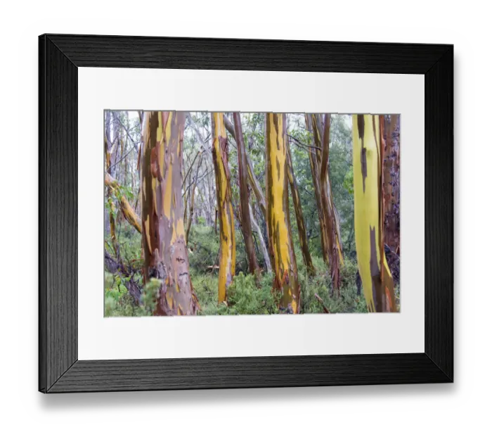 Framed Print : Australia, Tasmania, Cradle Mountain-Lake St Clair National Park