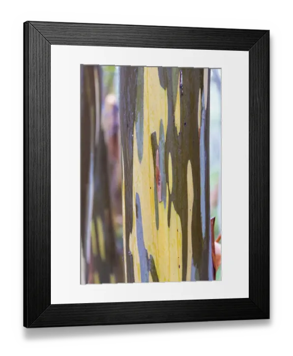Framed Print : Australia, Tasmania, Cradle Mountain-Lake St Clair National Park