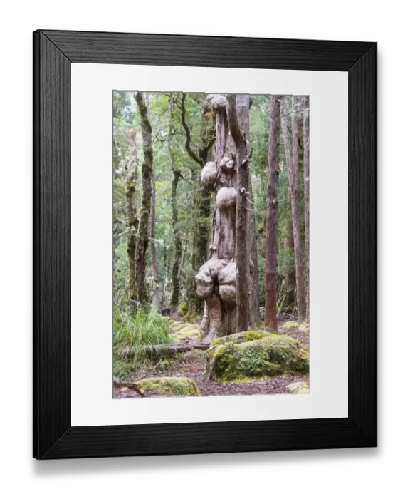 Framed Print : Australia, Tasmania, Cradle Mountain-Lake St Clair National Park. Overland Track