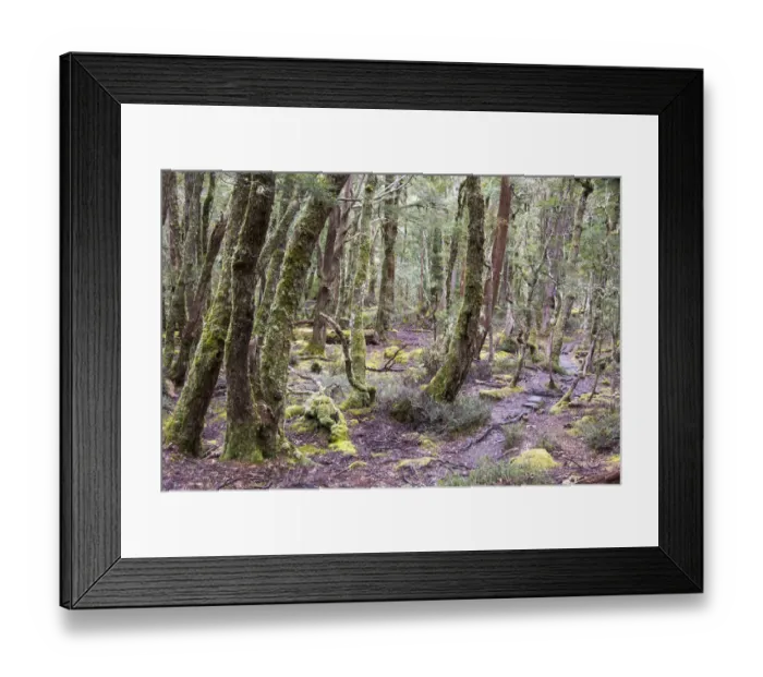 Framed Print : Australia, Tasmania. Cradle Mountain-Lake St Clair National Park Overland Track Framed Print : Australia, Tasmania. Cradle Mountain-Lake St Clair National Park Overland Track