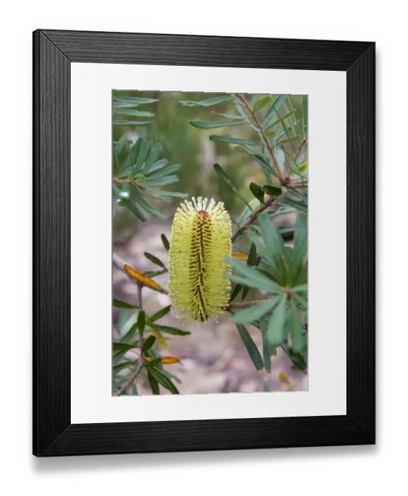 Framed Print : Australia, Tasmania, Cradle Mountain-Lake St Clair National Park. Overland Track