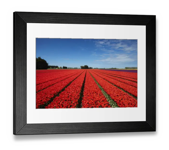 Framed Print : Colorful tulip fields, Edendale, Southland, South Island, New Zealand Framed Print : Colorful tulip fields, Edendale, Southland, South Island, New Zealand