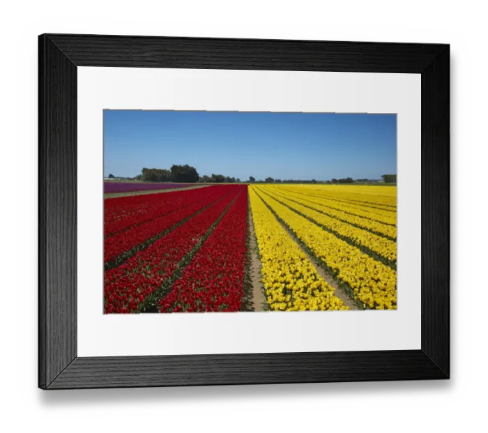 Framed Print : Colorful tulip fields, Edendale, Southland, South Island, New Zealand Framed Print : Colorful tulip fields, Edendale, Southland, South Island, New Zealand