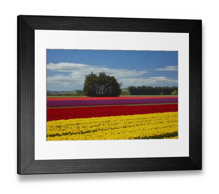 Framed Print : Colorful tulip fields, Edendale, Southland, South Island, New Zealand