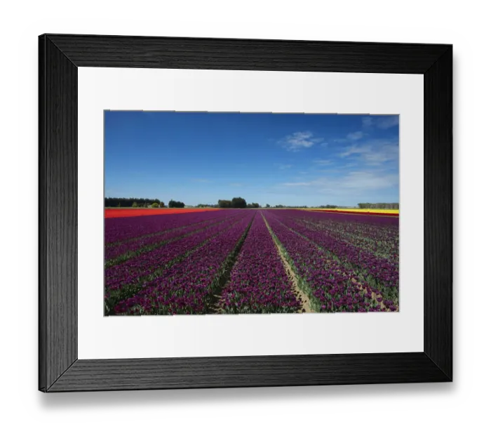 Framed Print : Colorful tulip fields, Edendale, Southland, South Island, New Zealand
