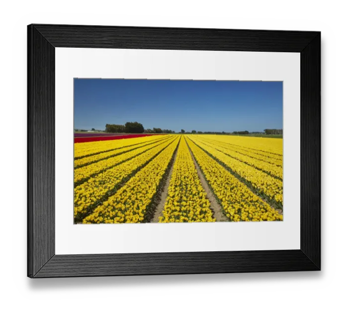 Framed Print : Colorful tulip fields, Edendale, Southland, South Island, New Zealand Framed Print : Colorful tulip fields, Edendale, Southland, South Island, New Zealand