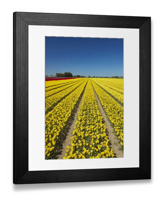 Framed Print : Colorful tulip fields, Edendale, Southland, South Island, New Zealand