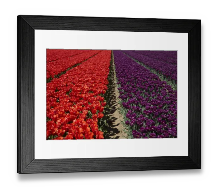 Framed Print : Colorful tulip fields, Edendale, Southland, South Island, New Zealand