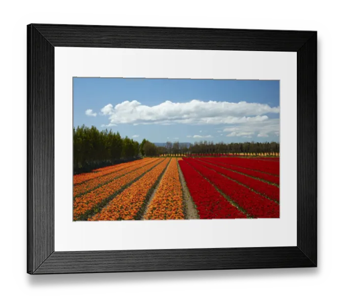 Framed Print : Colorful tulip fields, Edendale, Southland, South Island, New Zealand Framed Print : Colorful tulip fields, Edendale, Southland, South Island, New Zealand