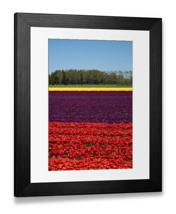 Framed Print : Colorful tulip fields, Edendale, Southland, South Island, New Zealand Framed Print : Colorful tulip fields, Edendale, Southland, South Island, New Zealand