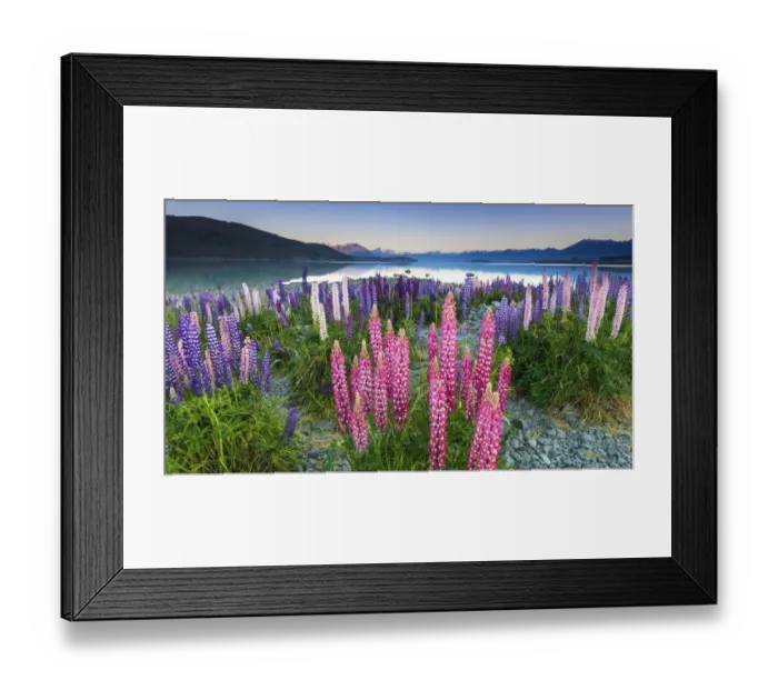 Framed Print : Dawn light on lupine at Lake Tekapo, Canterbury, South Island, New Zealand Framed Print : Dawn light on lupine at Lake Tekapo, Canterbury, South Island, New Zealand