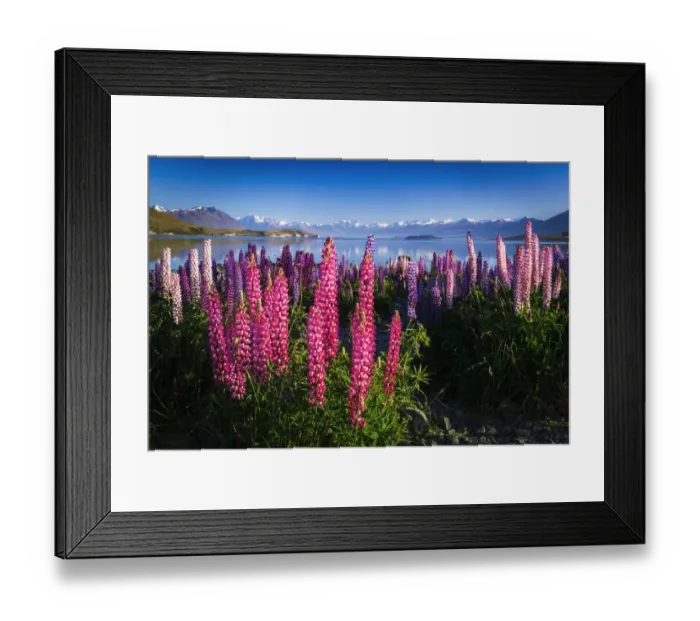 Framed Print : Morning light on lupine at Lake Tekapo, Canterbury, South Island, New Zealand Framed Print : Morning light on lupine at Lake Tekapo, Canterbury, South Island, New Zealand