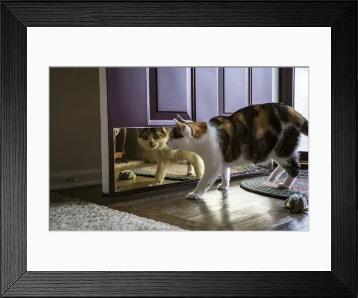 Framed Print : Calico cat looking at her reflection in the door. (PR) Framed Print : Calico cat looking at her reflection in the door. (PR)