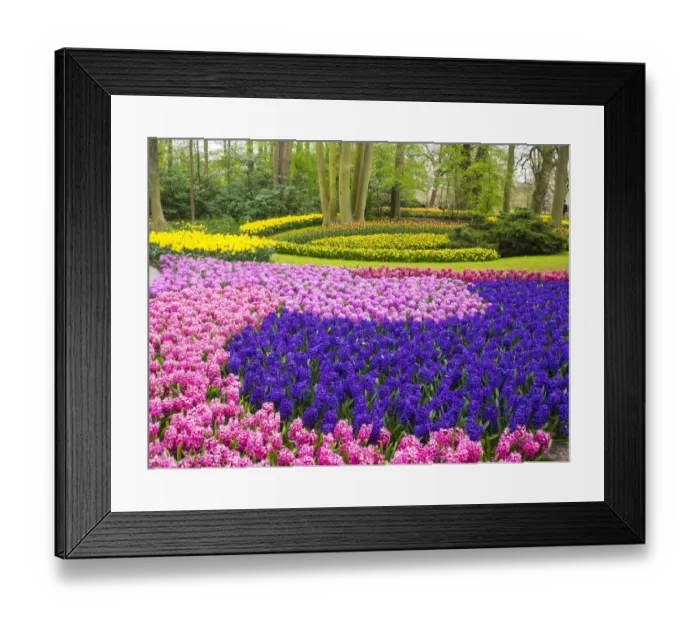 Framed Print : Forest and flowers in the Keukenhof Gardens Framed Print : Forest and flowers in the Keukenhof Gardens