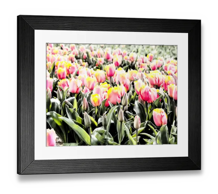 Framed Print : Flower in full bloom Framed Print : Flower in full bloom
