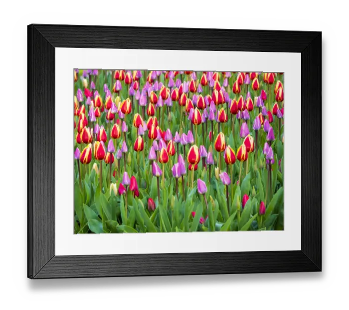 Framed Print : Multicolored flowers in Spring bloom Framed Print : Multicolored flowers in Spring bloom