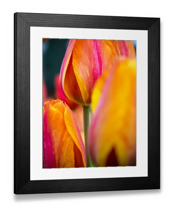 Framed Print : Close-up of tulips Framed Print : Close-up of tulips