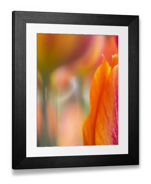 Framed Print : Close-up of tulips Framed Print : Close-up of tulips