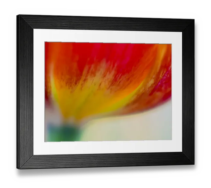 Framed Print : Close-up of tulips Framed Print : Close-up of tulips