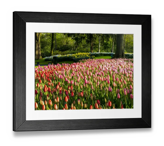 Framed Print : Assorted flowers flowering during Spring