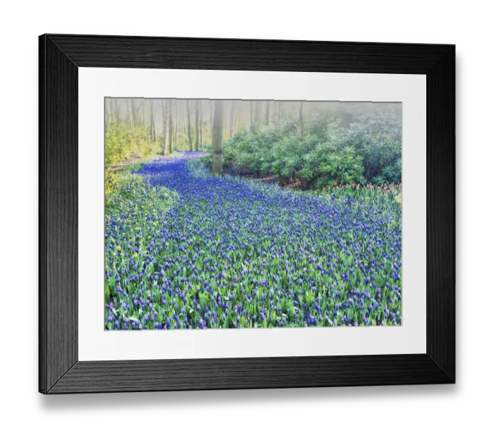 Framed Print : Forest and flowers in the Keukenhof Gardens Framed Print : Forest and flowers in the Keukenhof Gardens