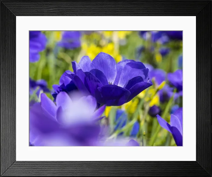 Framed Print : Multicolored flowers in Spring bloom