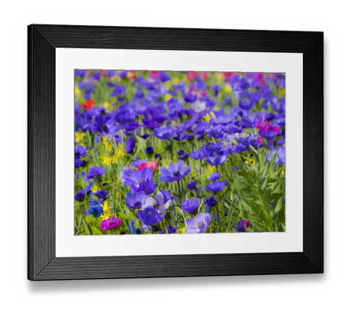 Framed Print : Multicolored flowers in Spring bloom Framed Print : Multicolored flowers in Spring bloom