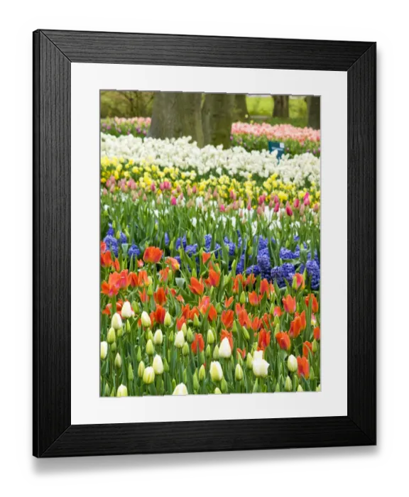 Framed Print : Assorted flowers flowering during Spring Framed Print : Assorted flowers flowering during Spring