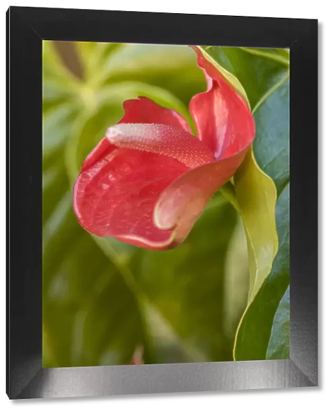 La Garita, Costa Rica. Flamingo flower (Anthurium). General common names include anthurium
