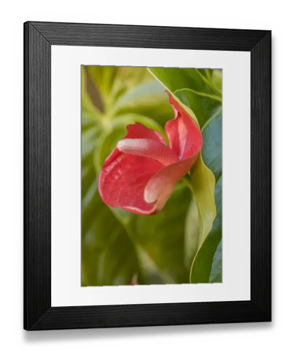 Framed Print : La Garita, Costa Rica. Flamingo flower (Anthurium). General common names include anthurium Framed Print : La Garita, Costa Rica. Flamingo flower (Anthurium). General common names include anthurium